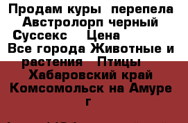 Продам куры, перепела. Австролорп черный. Суссекс. › Цена ­ 1 500 - Все города Животные и растения » Птицы   . Хабаровский край,Комсомольск-на-Амуре г.
